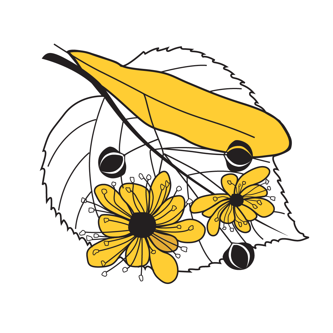 Med květový lipový 960 g 